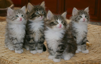 Kittens April 2009