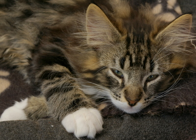Kitten Jorvikatt Valentine  (Frank )