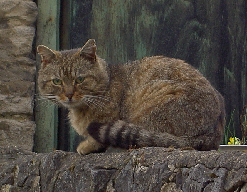 Billy Bobcat