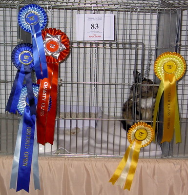 Jorvikatt Valentine (Frank) at Teesside Cat Club Show 2009