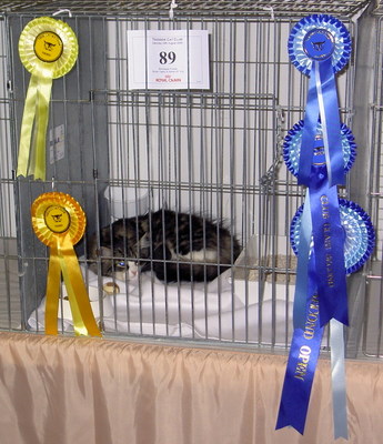 Jorvikatt Valpuri (Sticky) at Teesside Cat Club Show 2009