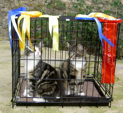 Bringing Frank and Sticky home from Teesside Cat Club Show 2009